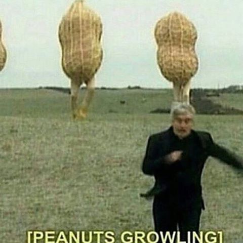 Peanuts are my favorite fruit