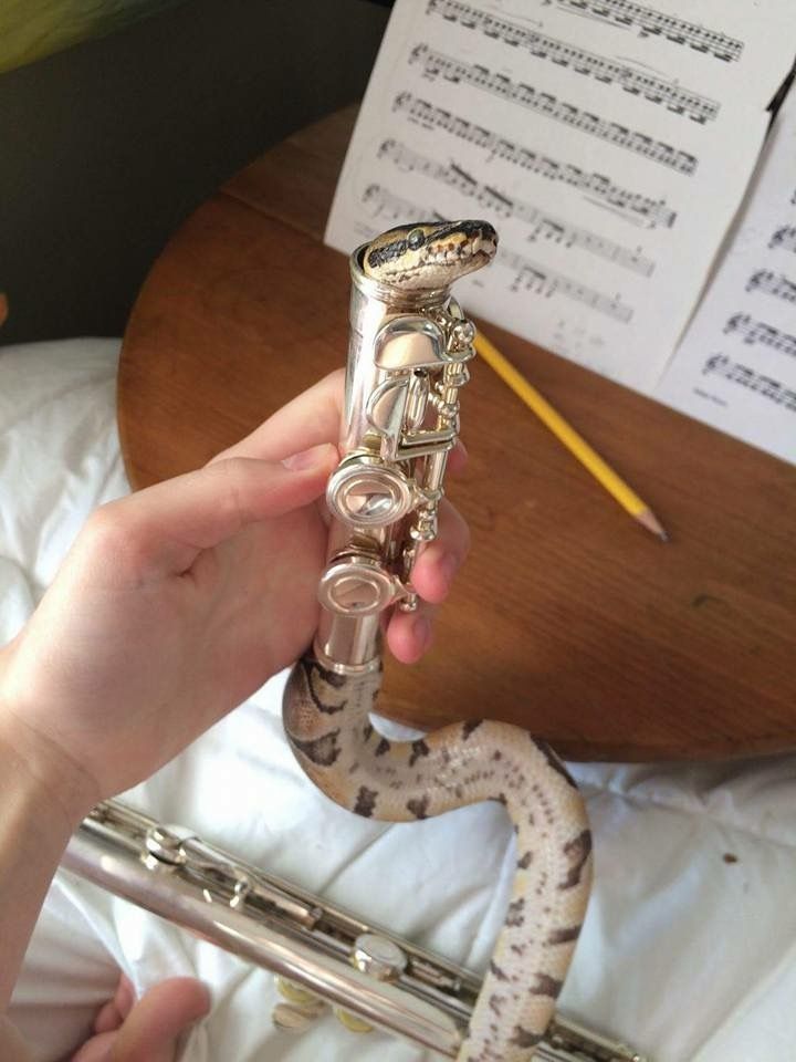 There's a snake in my doot!