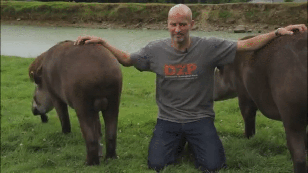 Why I want to work with tapirs at the zoo ( ͡° ͜ʖ ͡°)