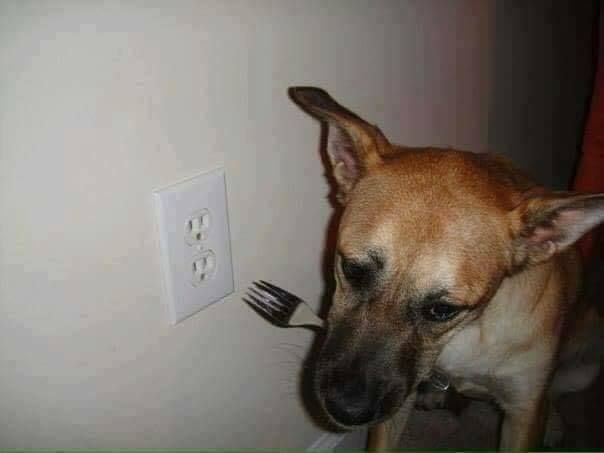 My doggo