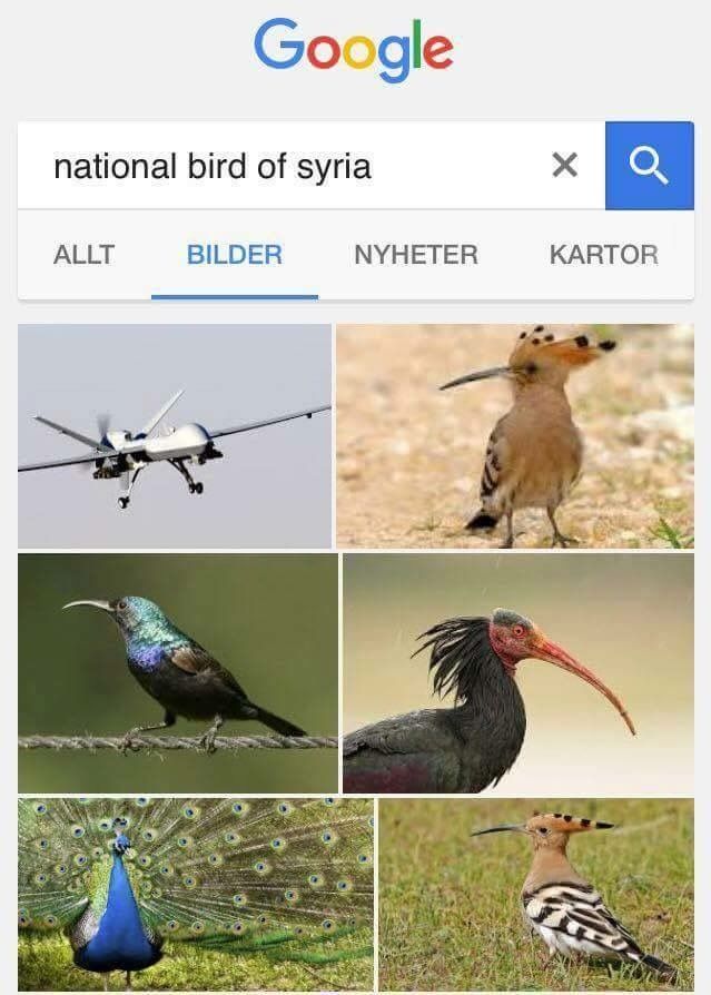 national bird of syria