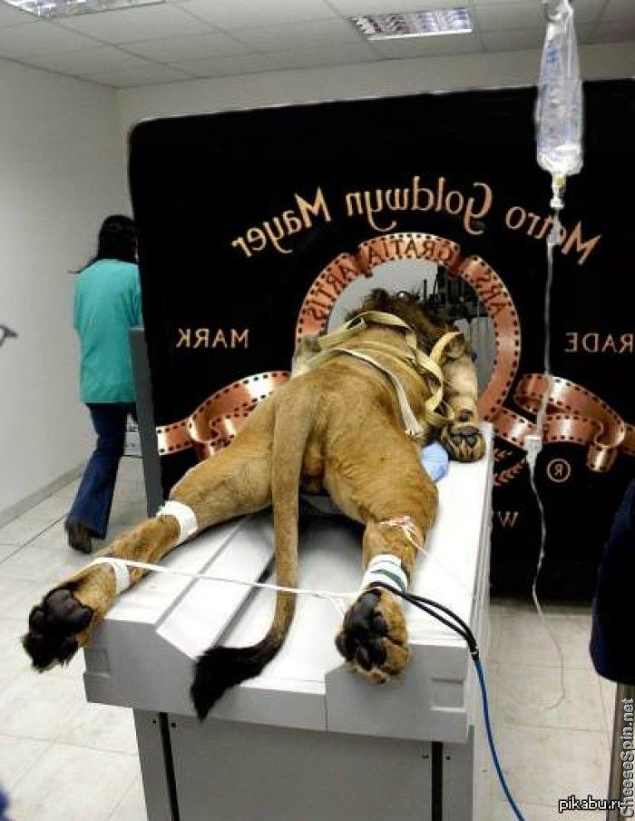 Metro Golden MRI