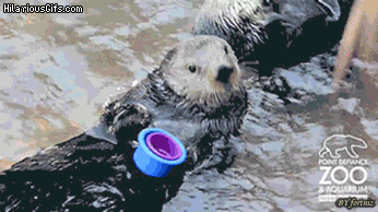 Otter bullshit