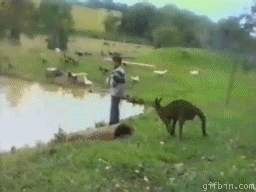 Kangaroo being a dick