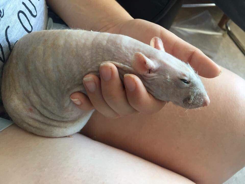 haha rat look like penis