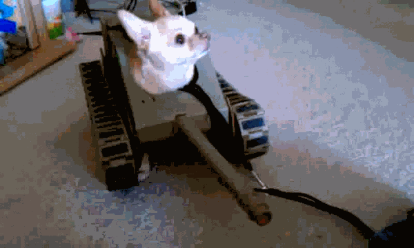 Dog Of War
