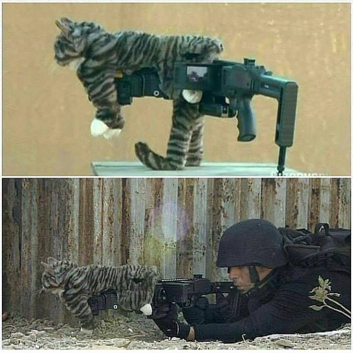 That's why feral cats are so dangerous for the ecosystem