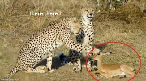 If Sheldon Cooper was a cheetah..