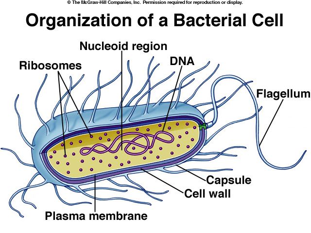 Viral content? I prefer bacterial