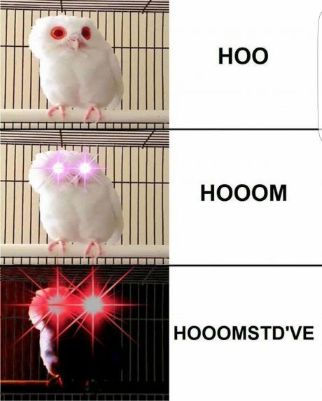 HOOMST'D'VER'IN