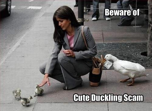 Duck scam