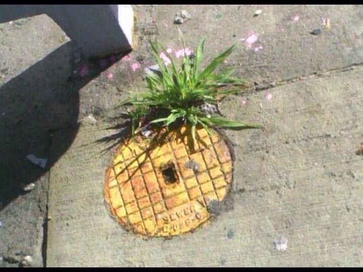 Who lives in a pineapple under the street?