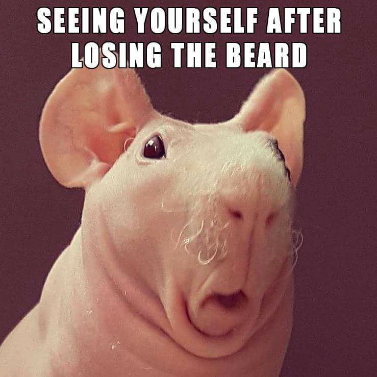 After the beard is shaved