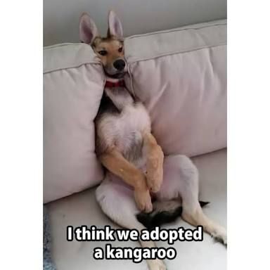 He looks no less then a kangaroo.