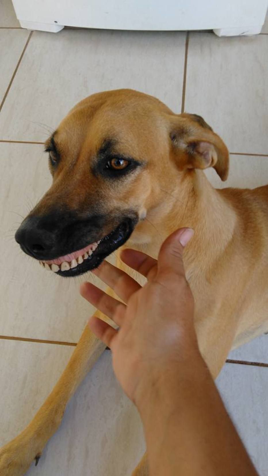 This dog in Brazil found some dentures
