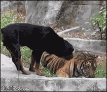 A dog steals from a tiger