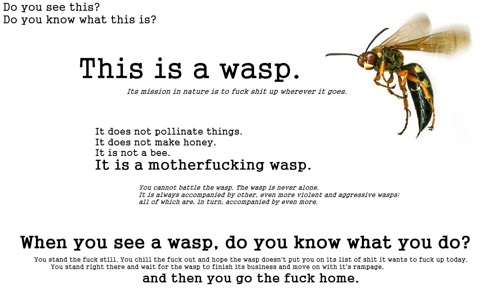 Wasps will f*ck you up
