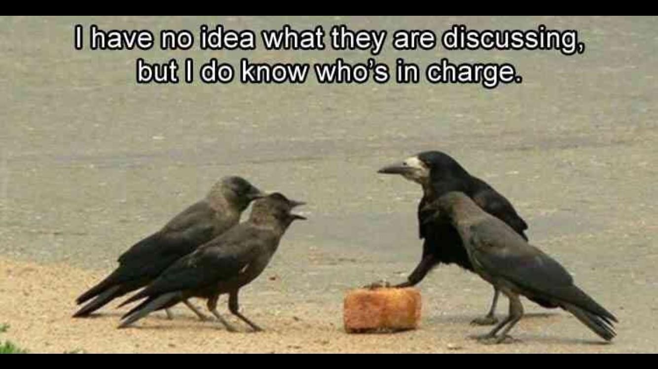 I'm still wondering what they're squawking about.