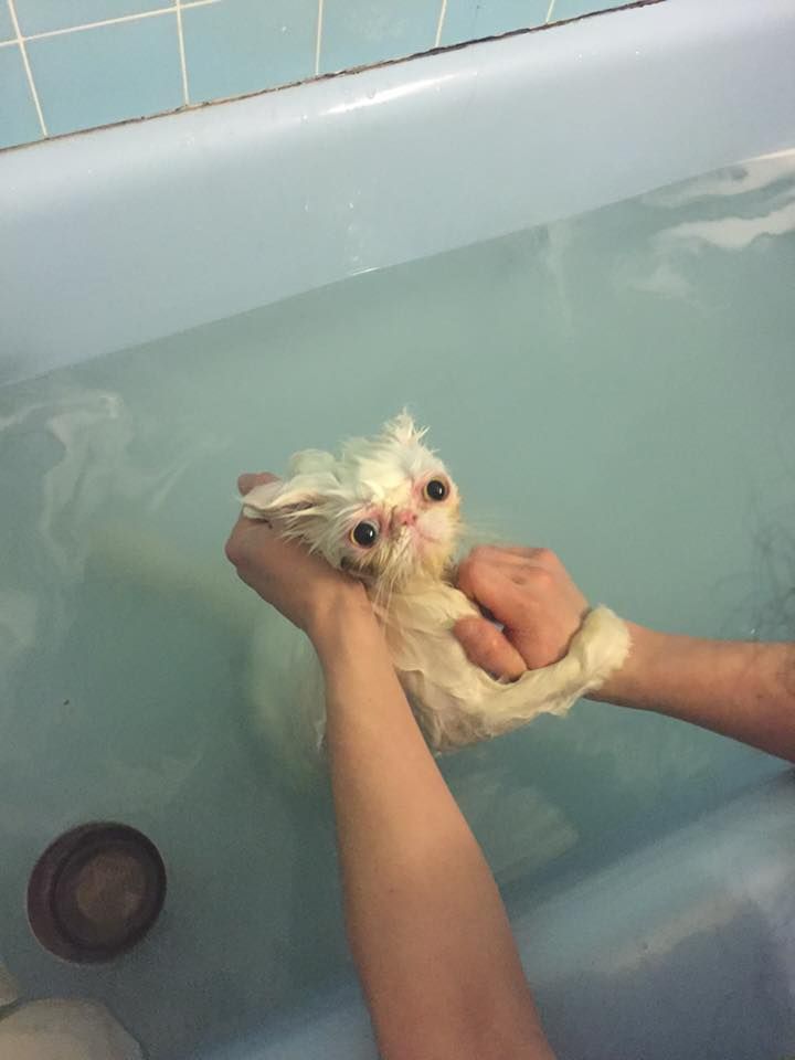 This cat taking a bath.