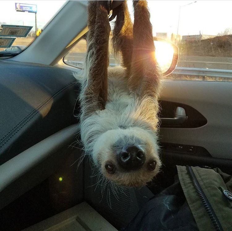 My friend is a zookeeper. This is one of her friends hanging out in her car on her break.