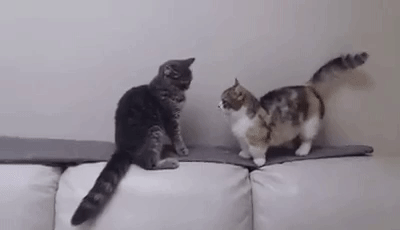 A longer arm could decide a vital cat fight!