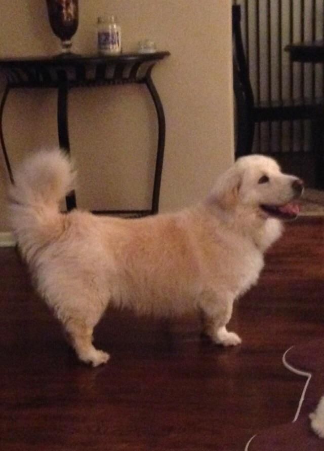 My friend got his "golden retriever" pup from a sketchy breeder that claimed it was a full golden retriever. Fast forward 8 years, Ta-Da!