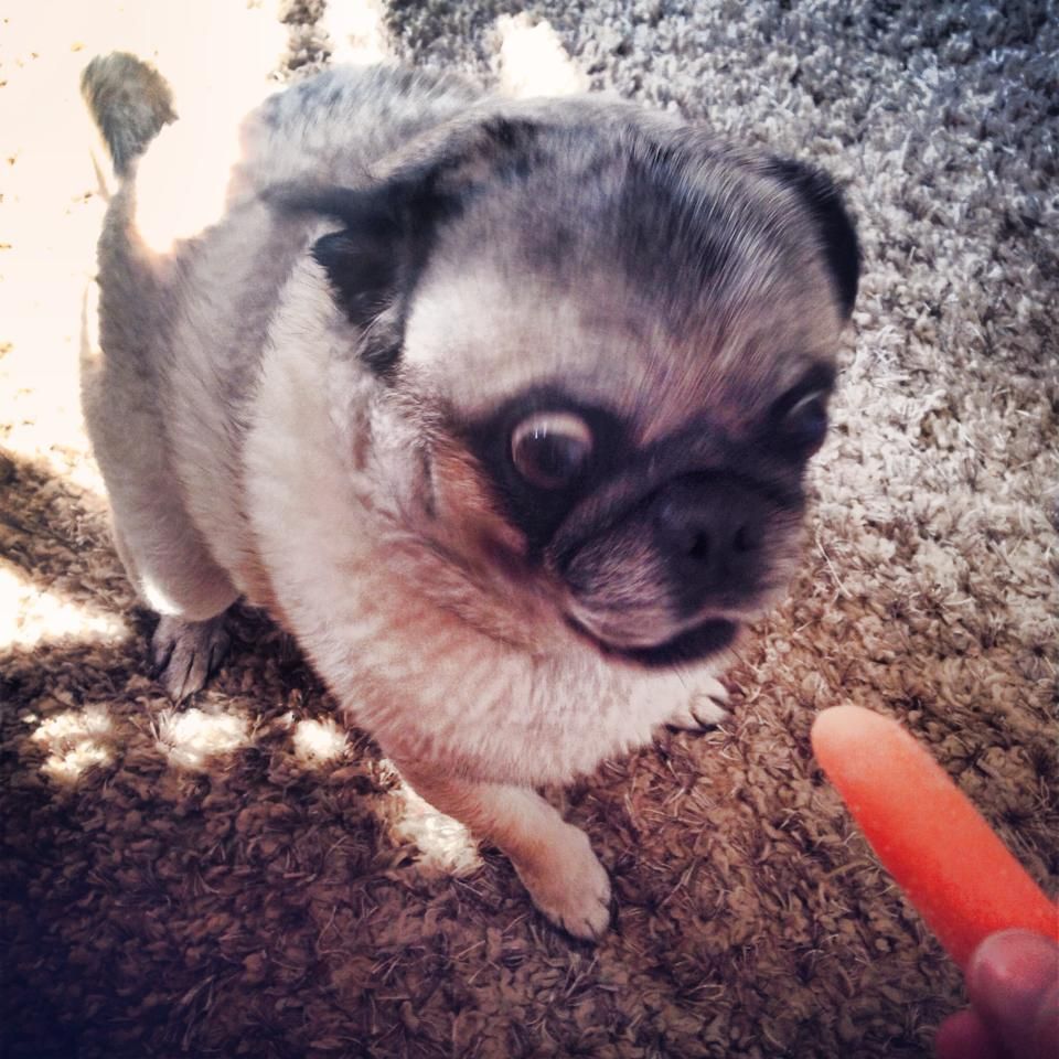 We feed my pug carrots for treats because he's a chubster. He's grown to love them. Maybe a little too much.