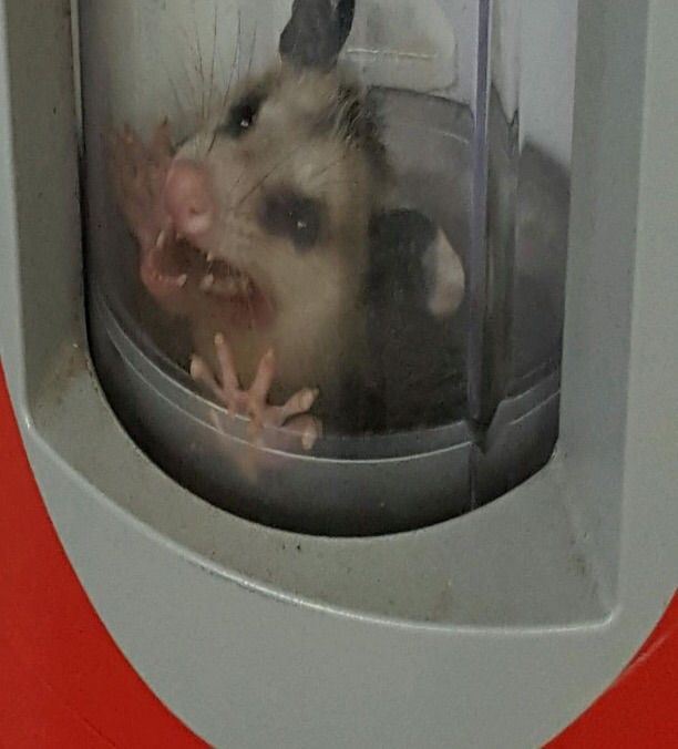 Opossum stuck in a soda machine on campus.