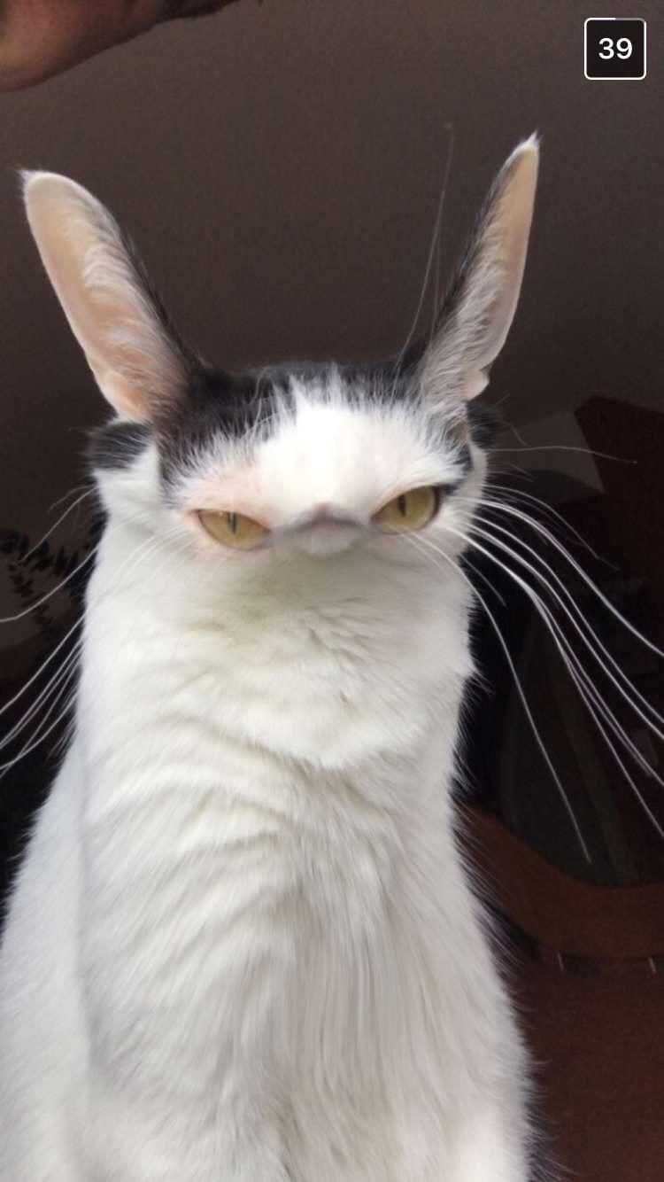 My friend sent me his cat with a snap chat filter.