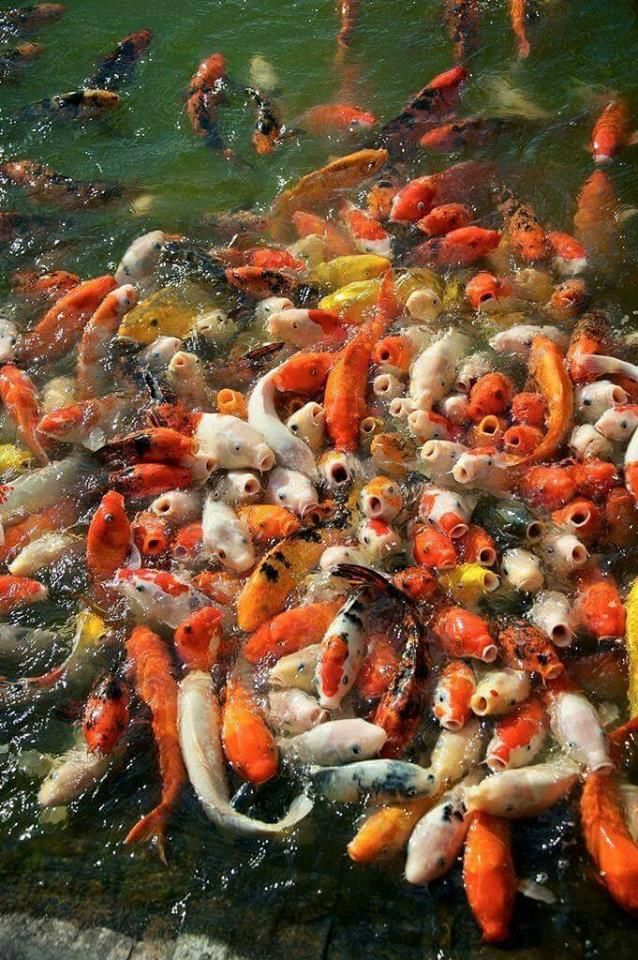 TIL that a group of koi fish is called a gasp