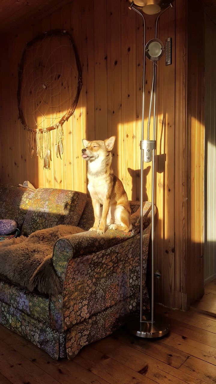 My friends derpdog greeting the sun before her yoga session.