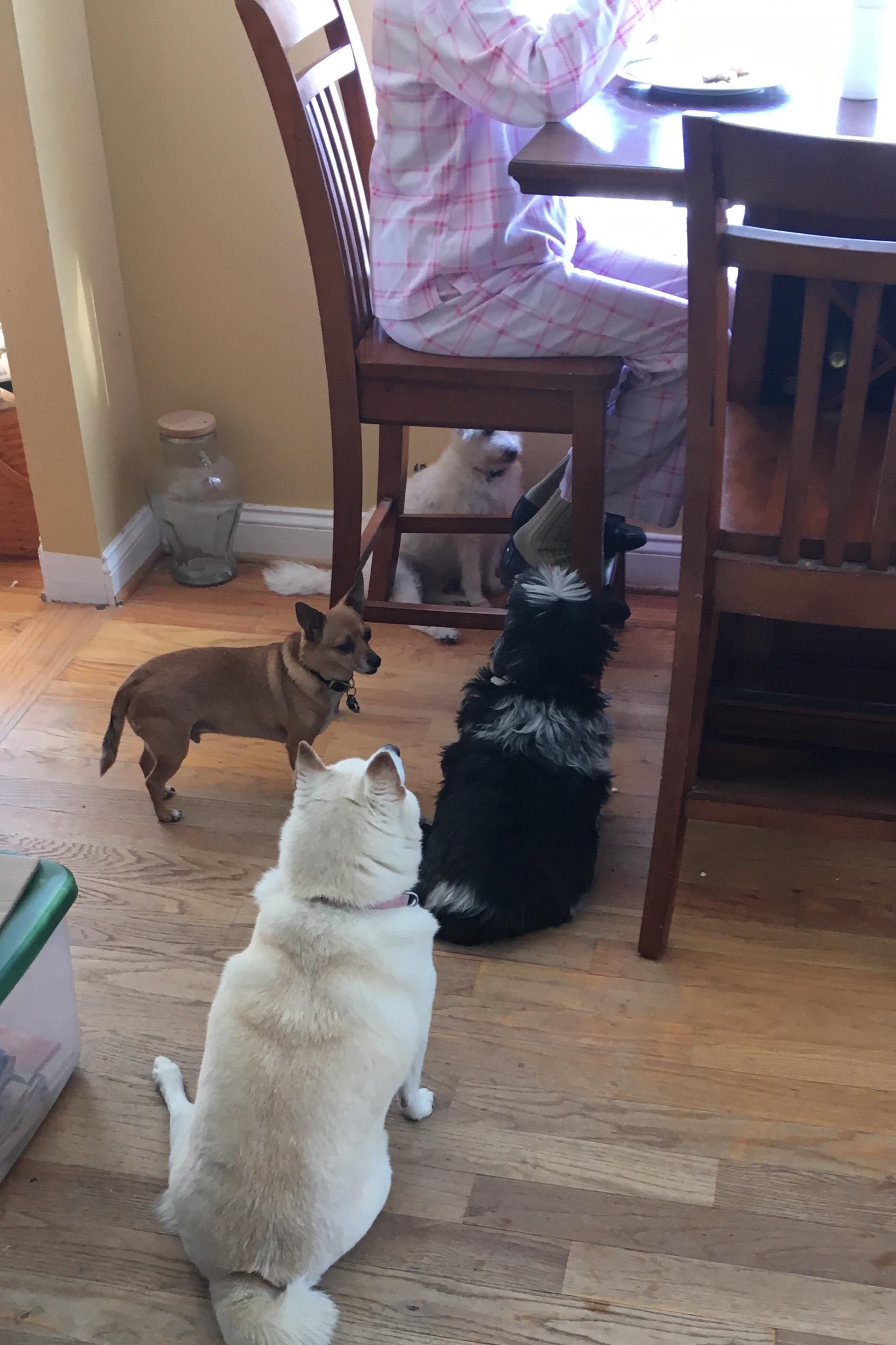 My mother in law insists that she doesn't feed the dogs her dinner.