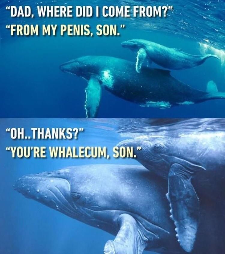 Whalecum Son.
