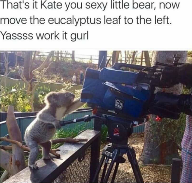A koalafied director is all you need