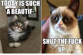 Grumpy cat is grumpy