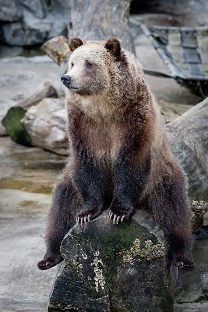 If bears took senior pictures