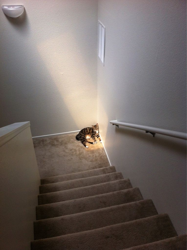 Deprived cat loves the sun..