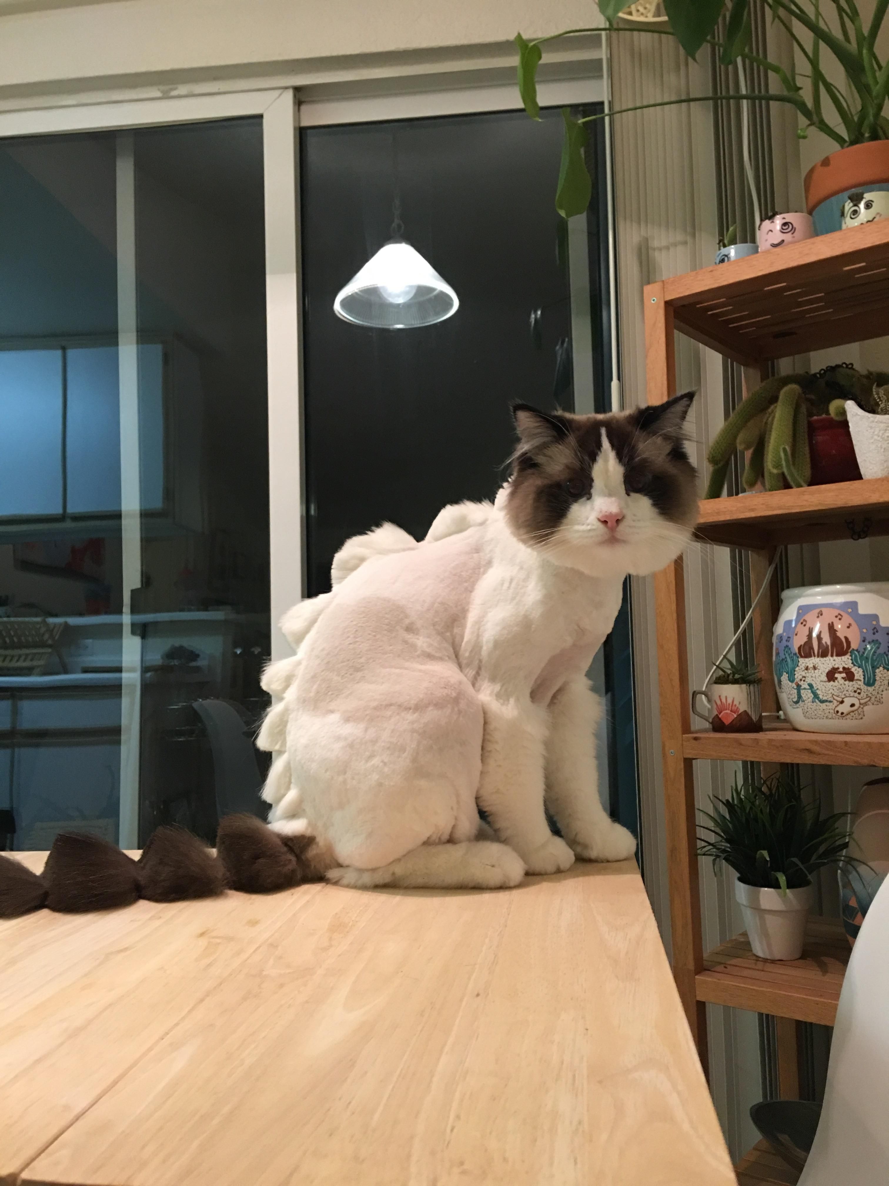 This is what happens when you let your boyfriend take the cat to the groomer.