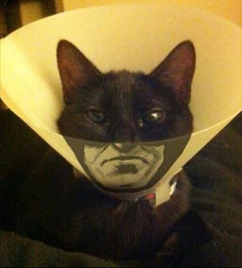 He's the hero Gotham needs right meow.