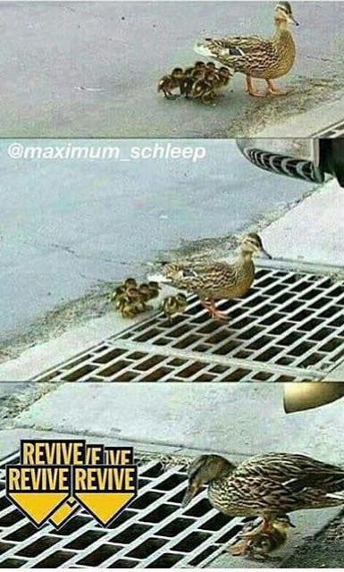 rip