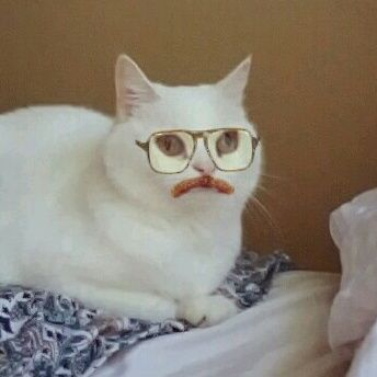 Tried to use the snapchat filters on my cat, now she just looks like an accountant from the 70's.