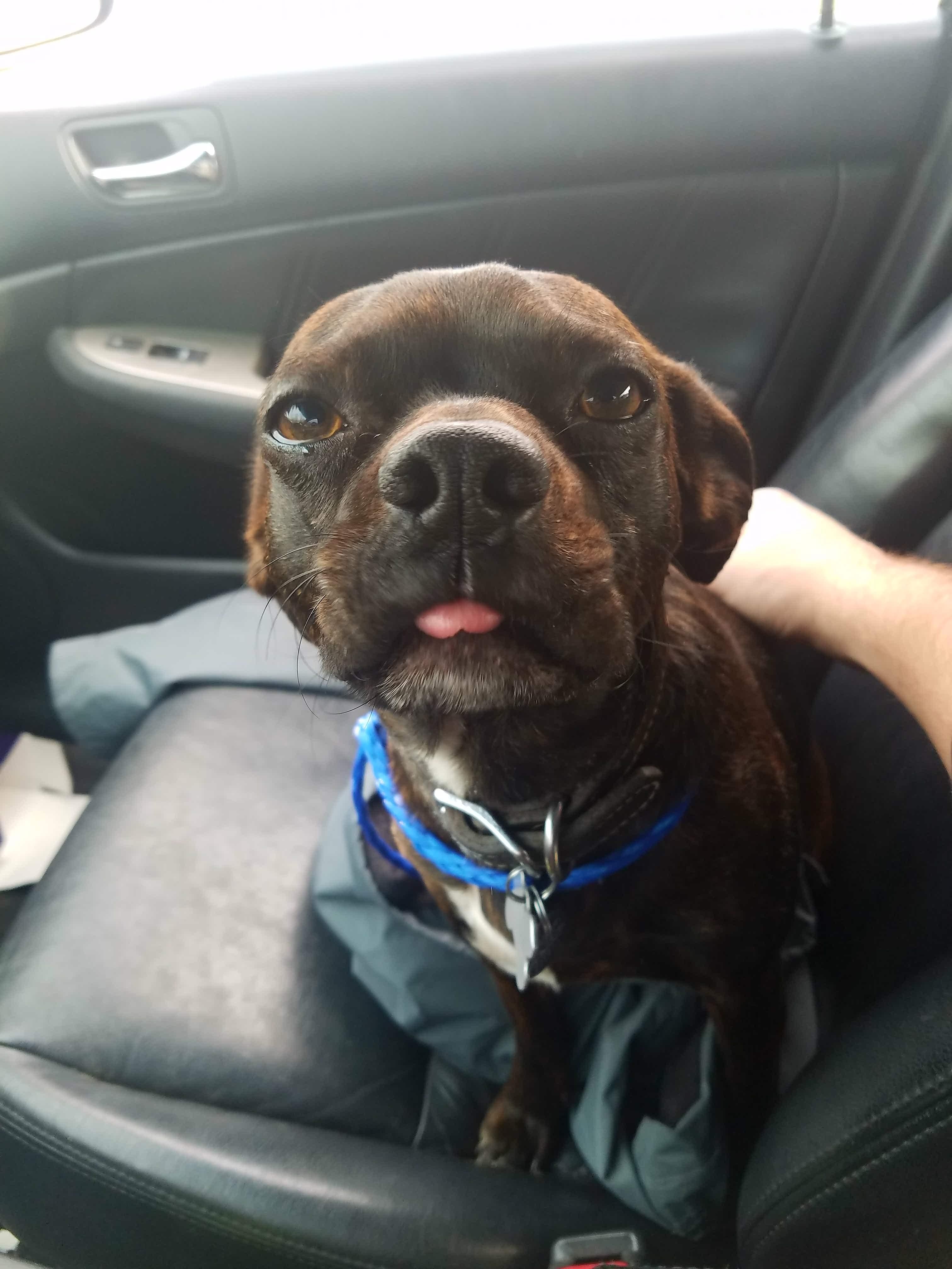 Somehow got out of my back yard and ended up at the pound... This is his "Thank you God, I was so terrified in there" face on the way home.