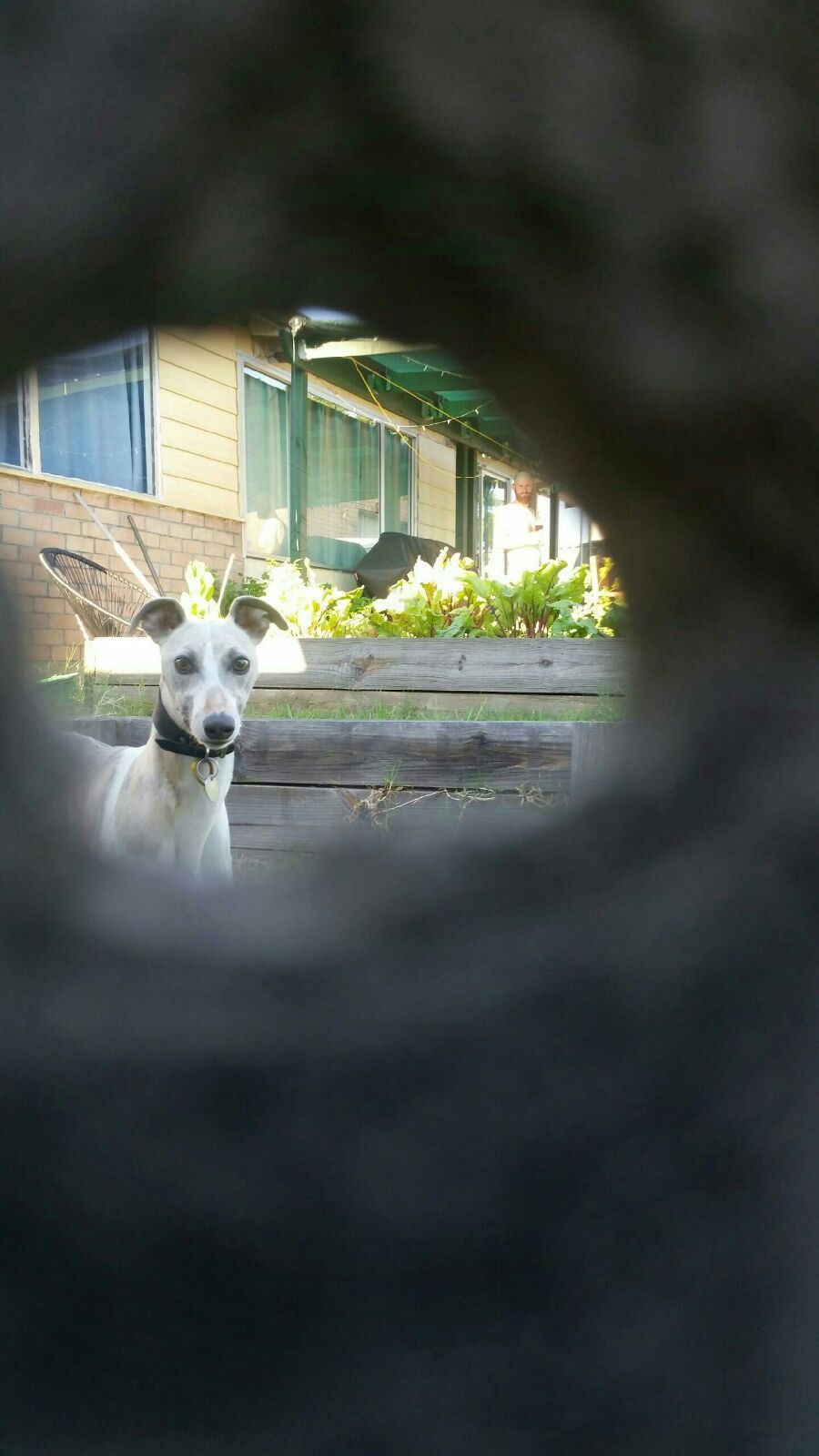 My friend took a picture of his neighbors dog through a hole in the fence. Zoom in...