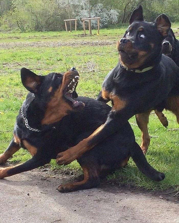 When you try to hug her and she's still mad at you