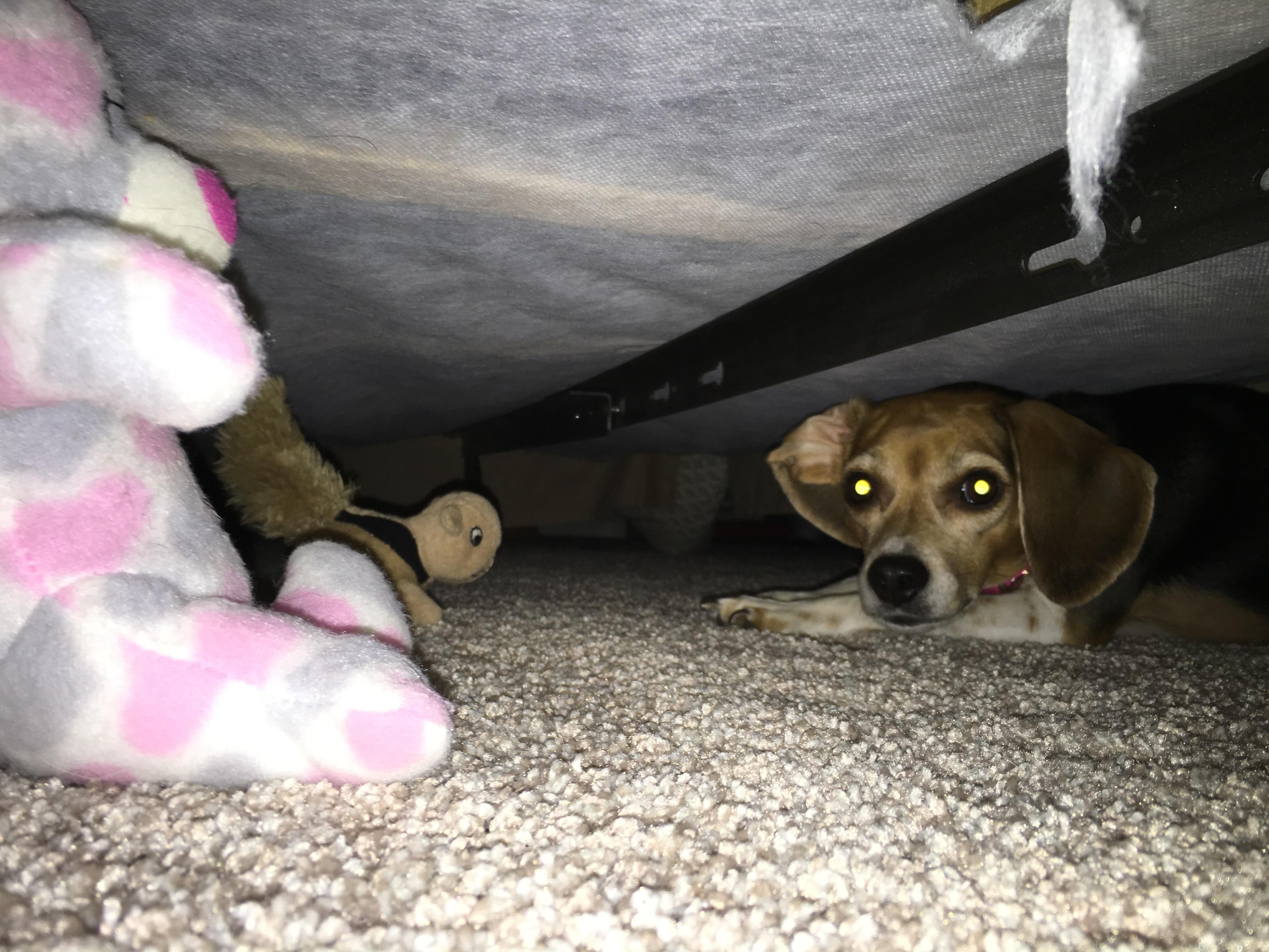 Came across my dog's butt sticking out from under the bed. I think I interrupted some sort of secret meeting.