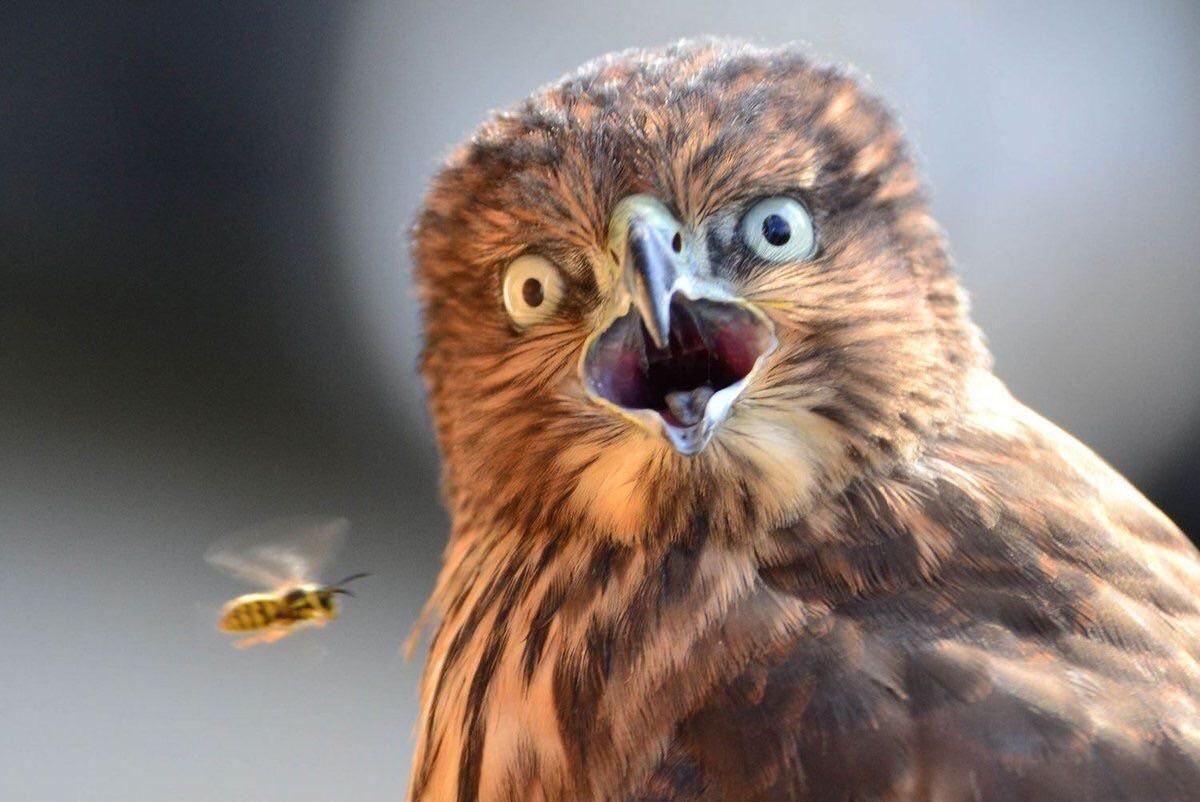 Photobombed by a wasp
