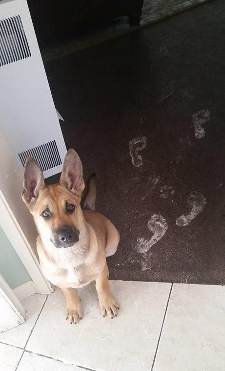 the kids blamed the footprints on the dog