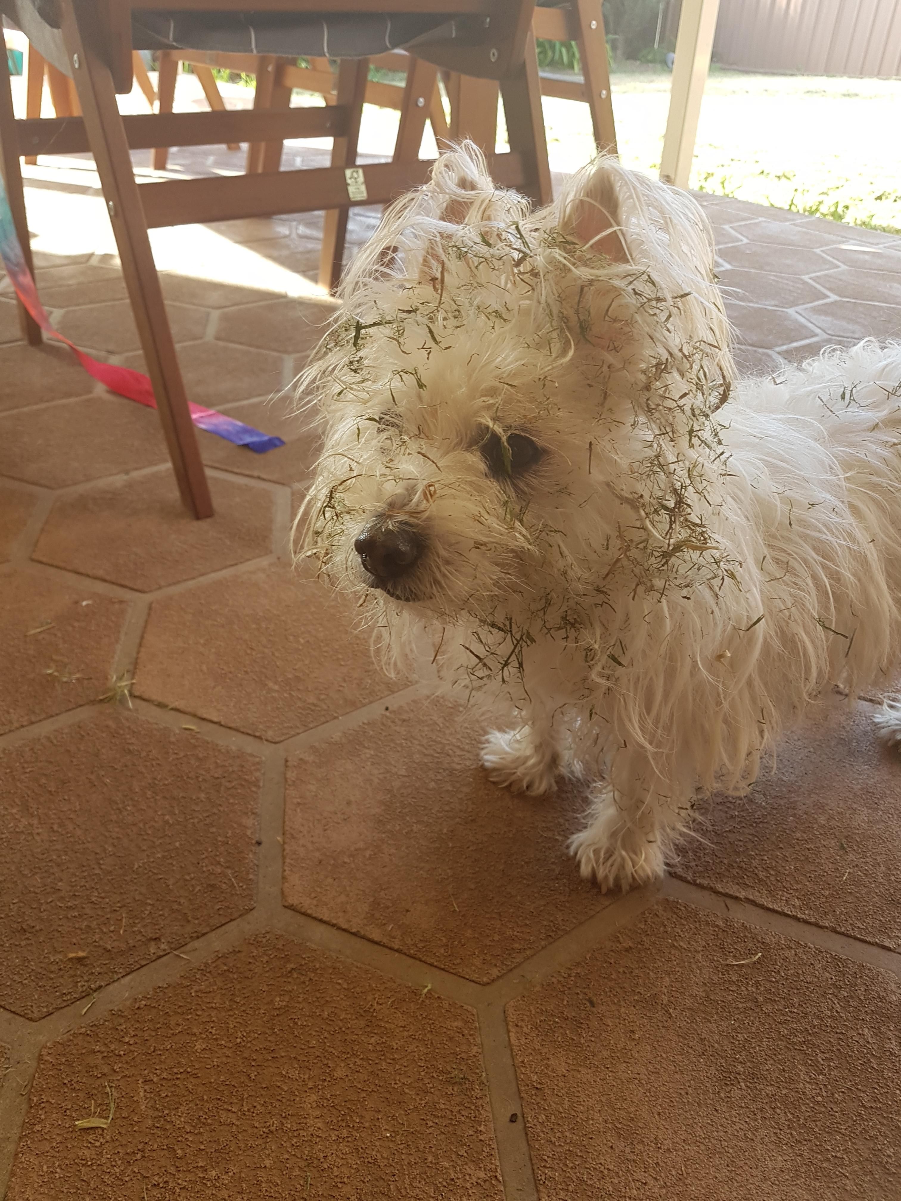 I think next time i'll bath the dog AFTER mowing the lawn...