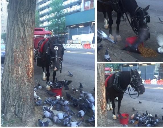 The pigeons was crowding this horses bucket, so he tipped out some feed for them.....adorable