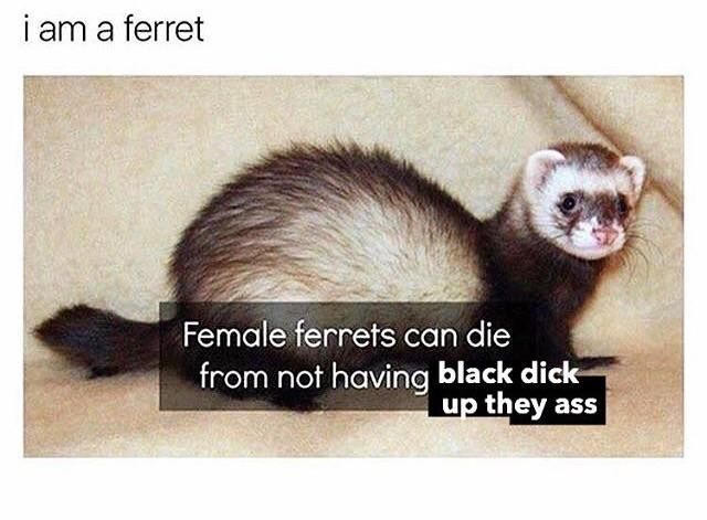 You hoe ferret